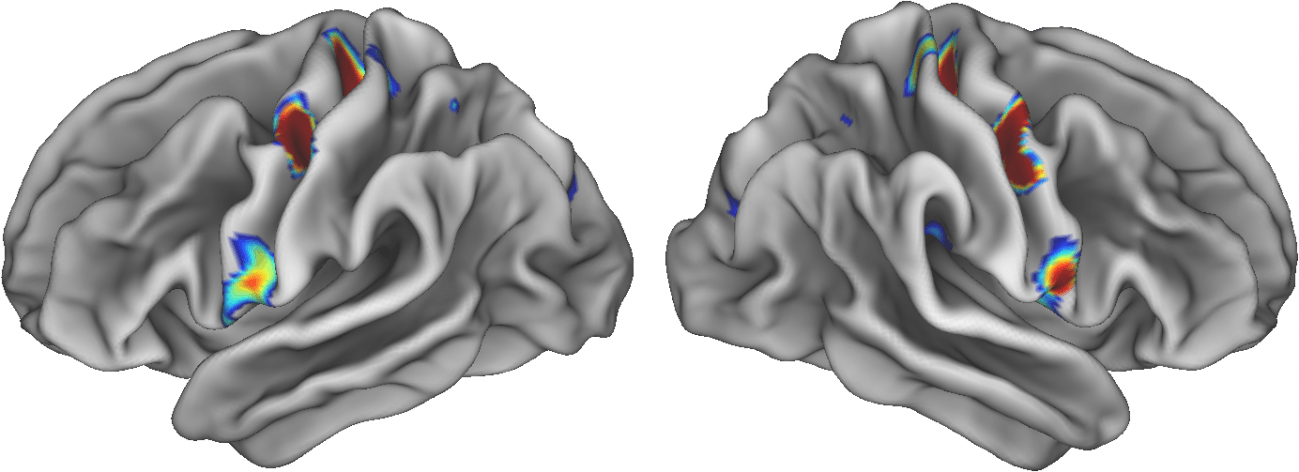 En este momento estás viendo Una zona del cerebro funciona como “vínculo literal” entre cuerpo y mente